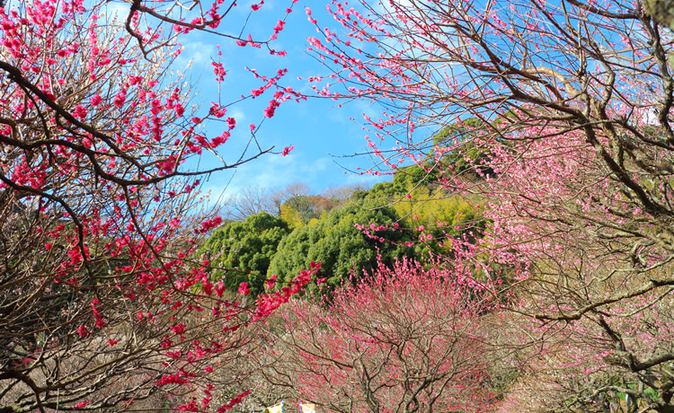 熱海梅園