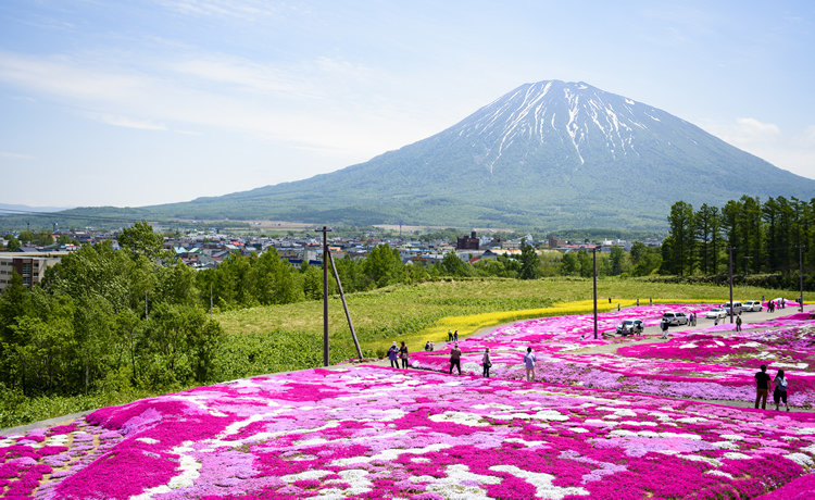 羊蹄山と芝桜
