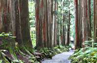 戸隠神社参道