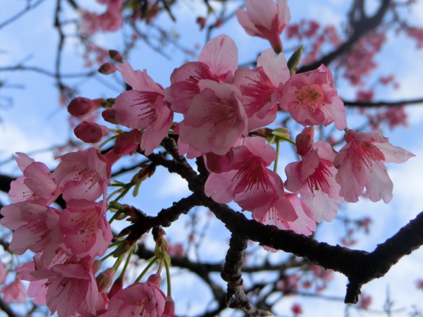 沖縄は濃いピンク色の桜