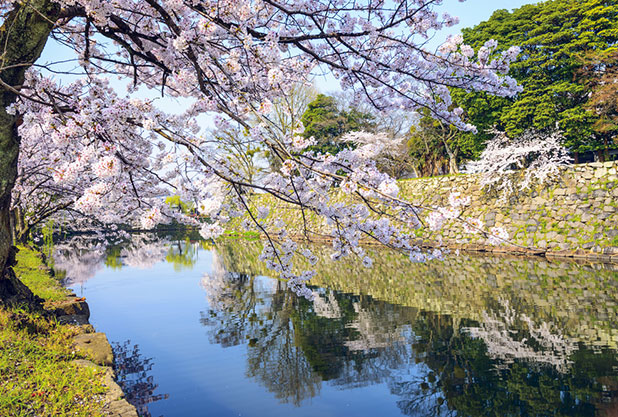 彦根城の桜