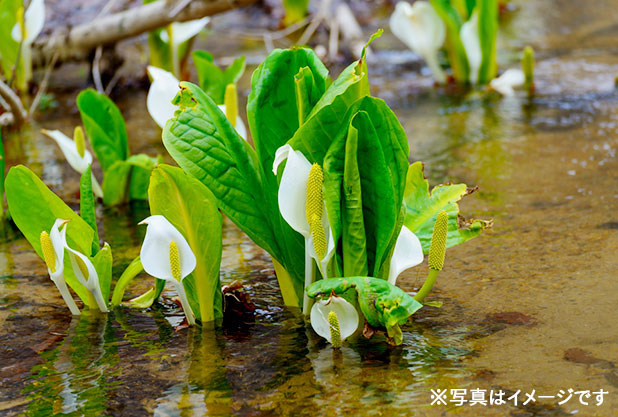 水芭蕉