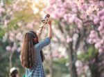 4月のお花見旅行