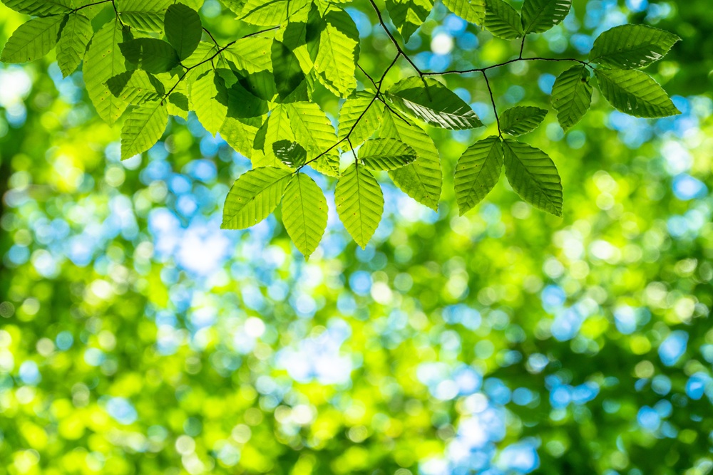 5月は新緑が美しい時期