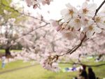 会社でお花見