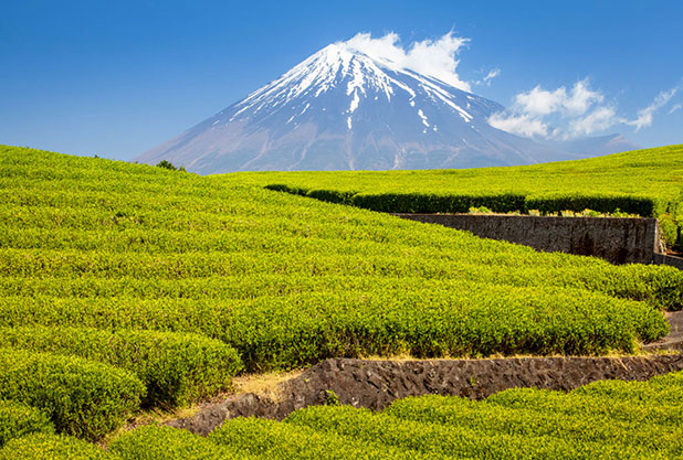 静岡県お茶畑