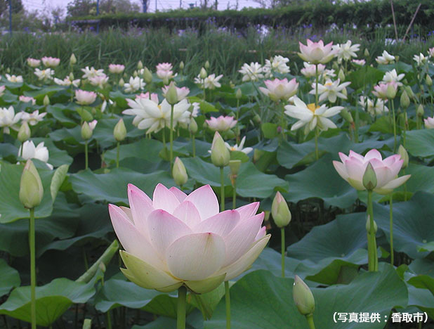 水郷佐原水生植物園のはすの花