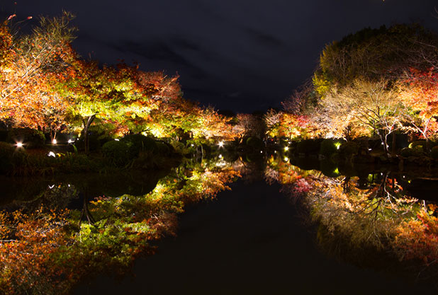 東寺の紅葉ライトアップ