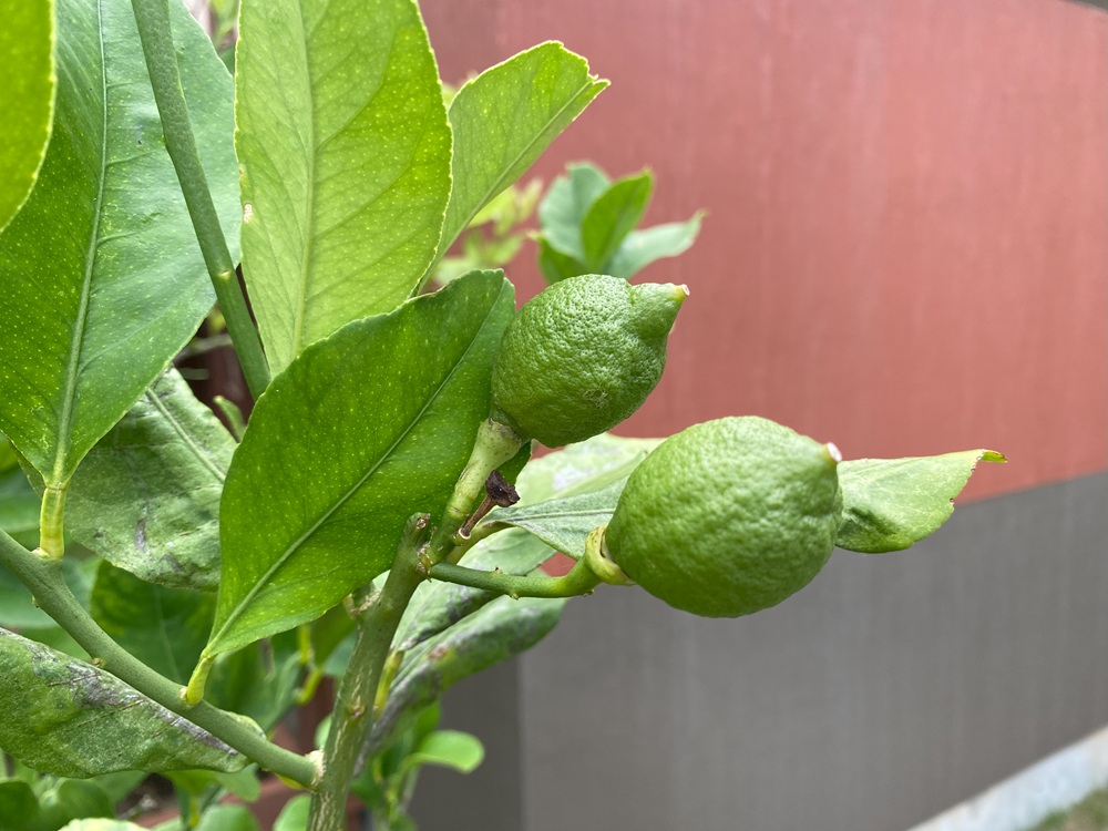 レモンの木に実がなっている