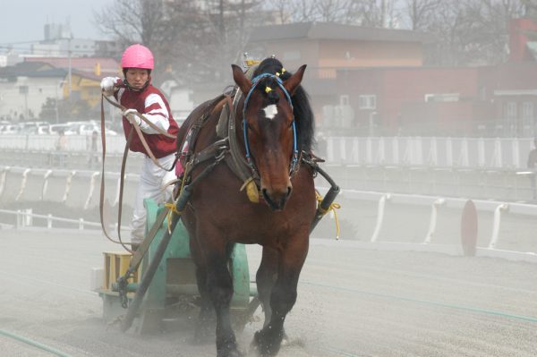 ばんえい競馬（C)帯広市