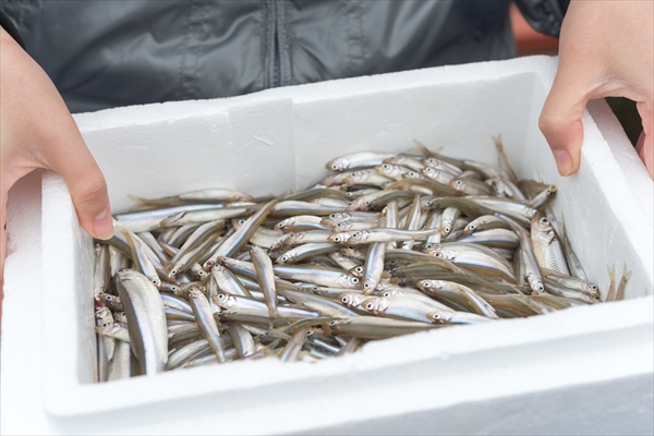 社内イベント_ワカサギ釣り_芦ノ湖