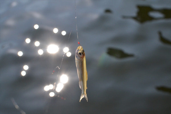 【予算2万円以下】ワカサギを釣って料理する！箱根で自給自足な社内イベントのススメ