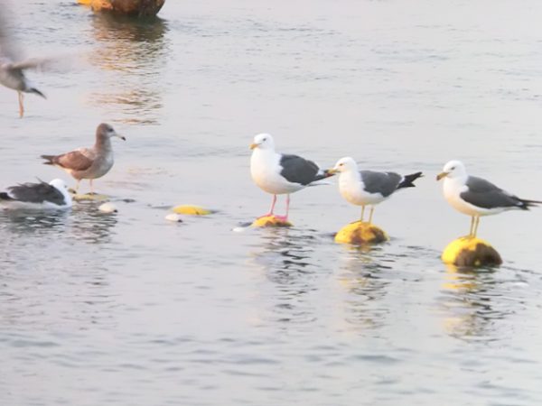 漁師の暮らしを体験する1週間プログラム