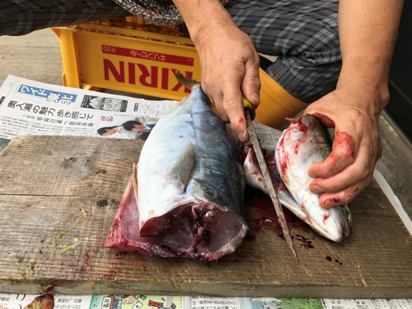 魚を自らさばいて昼食に