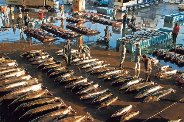 気仙沼魚市場の迫力ある様子