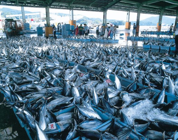 気仙沼魚市場