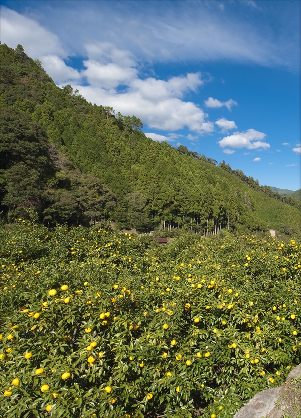 馬路村のゆず畑