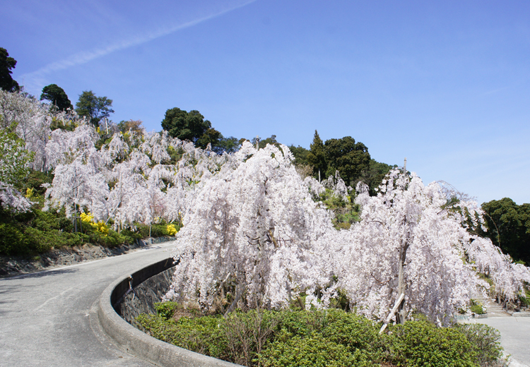 徳島花見山