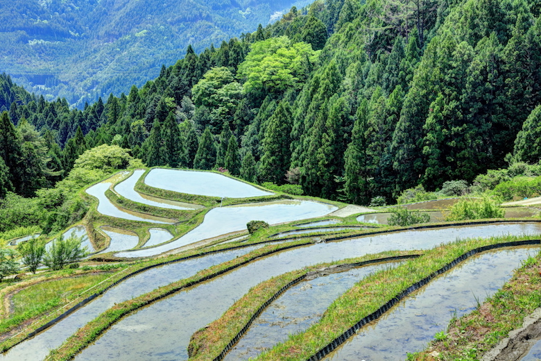 上勝町の棚田