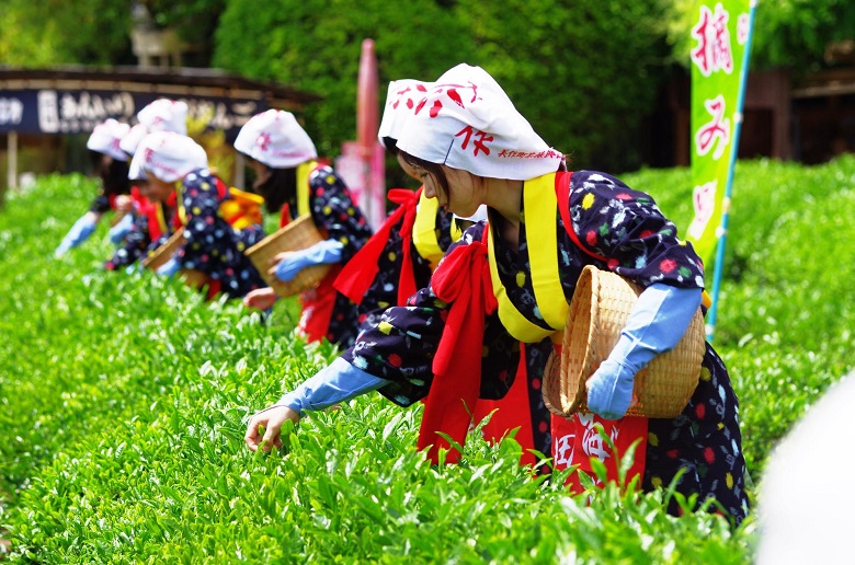 茶摘み祭（写真提供：岡山後楽園）