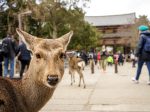 奈良に社員旅行は人気がない？