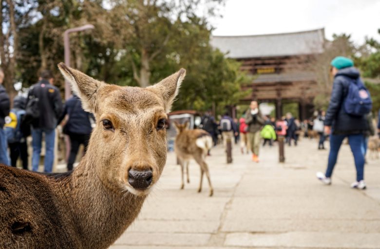 奈良に社員旅行は人気がない？