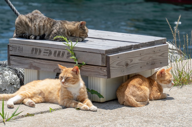 猫島・相島