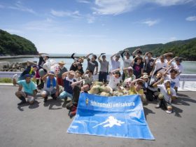 石巻海さくら