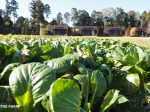 企業視察におすすめの｛The Farm)
