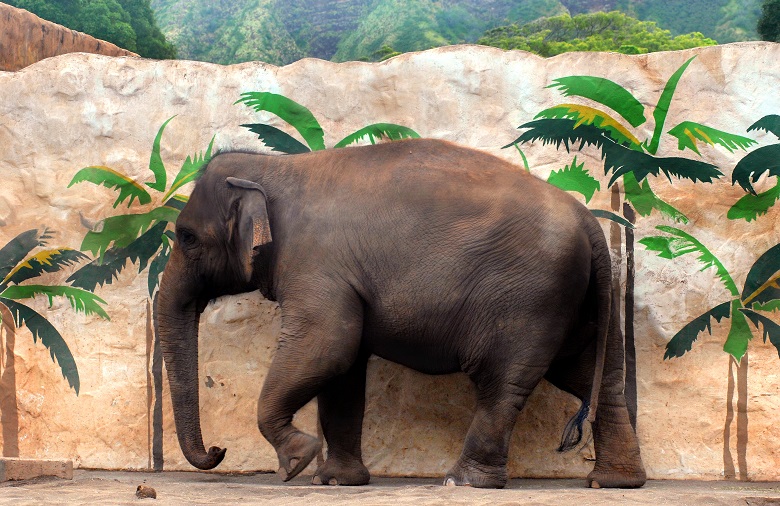 ホノルル動物園