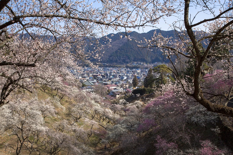 梅の公園