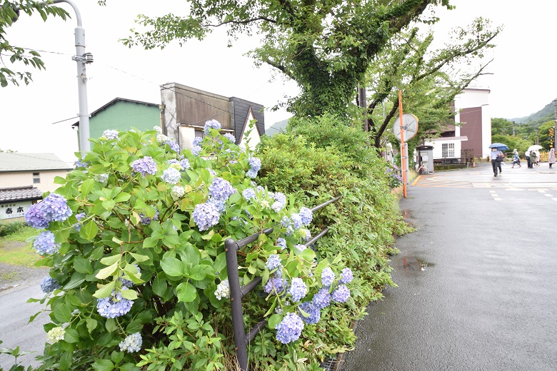 箱根のあじさい