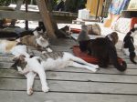 「道の駅」で寛ぐ猫たち