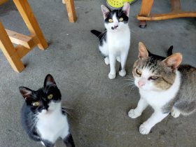 猫のごはんお預かりBOXを設置