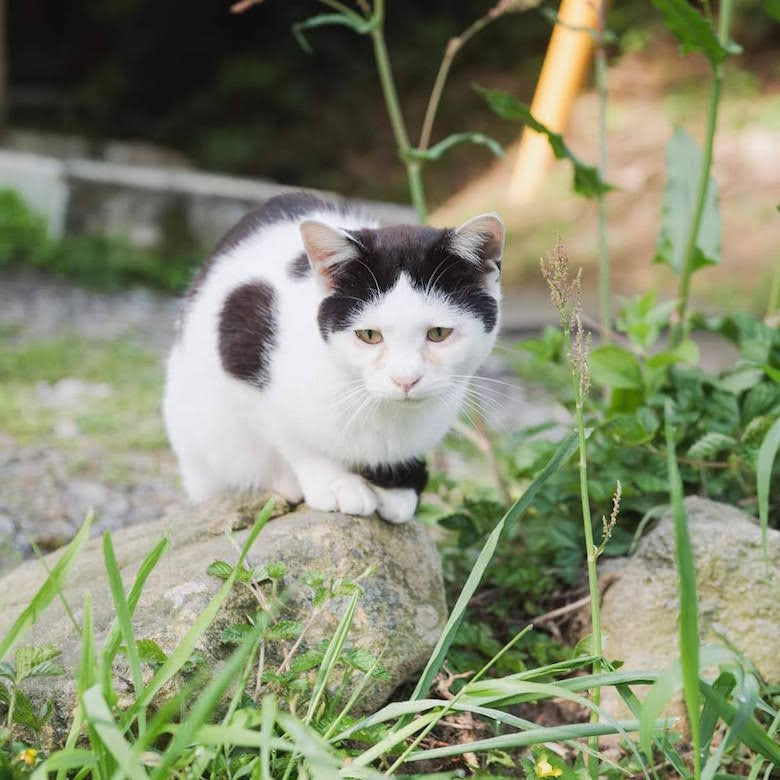 田代島の猫