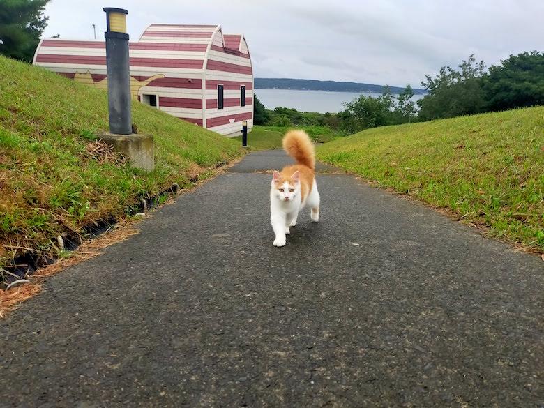 田代島の猫